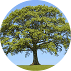 https://consultation.hackney.gov.uk/estate-regeneration/tower-court-block-naming/user_uploads/tree.png